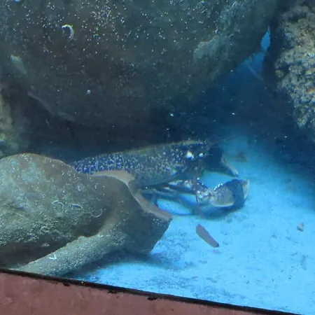 Hotel Barbat Barbat na Rabu