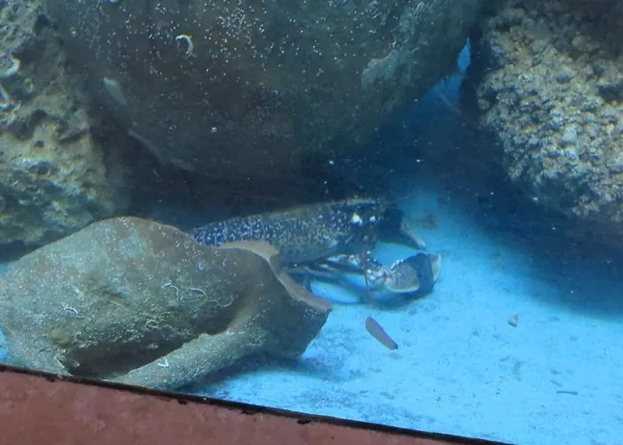 Hotel Barbat Barbat na Rabu